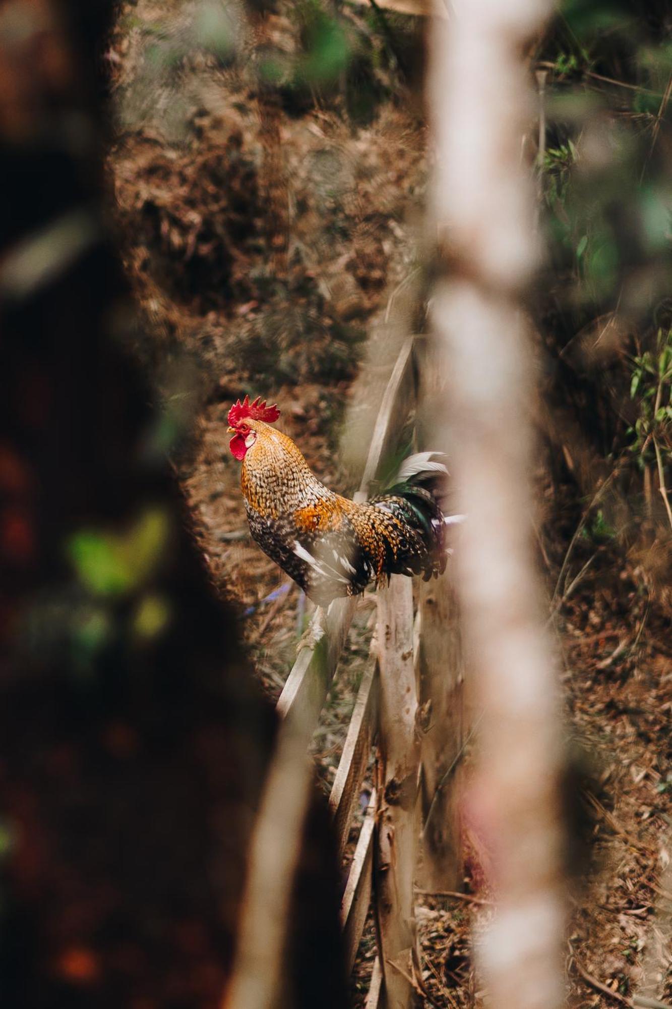 Floresta Secreta- Pousada Cachoeira Da Neve Urubici Luaran gambar